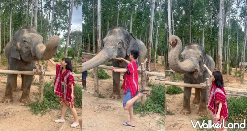 普吉島大象體驗營自由行