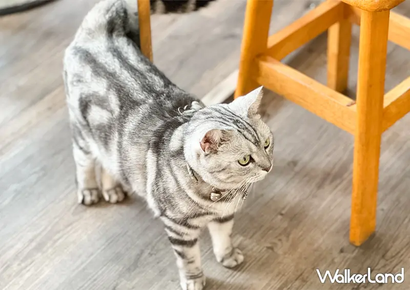 85元芒果冰！宜蘭冰店「冰點老店綿綿冰」2024宜蘭童玩節來宜蘭玩水別錯過/ WalkerLand窩客島整理提供 未經許可不可轉載。