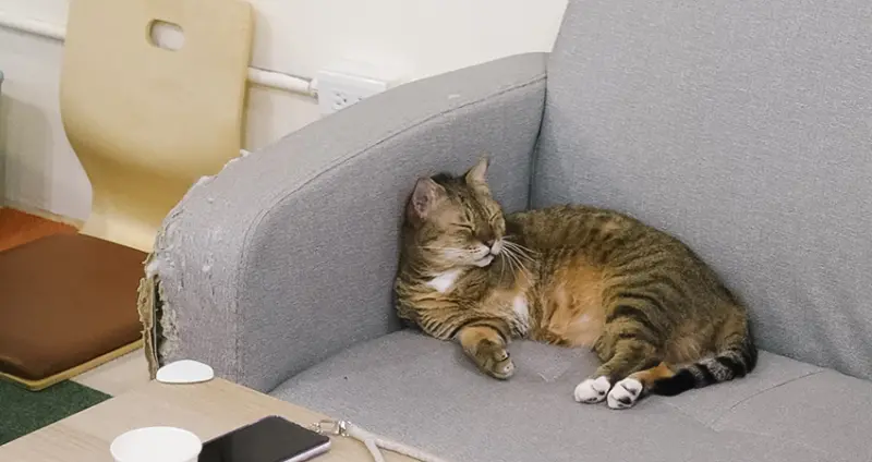 喜歡哪隻領養回去！親手餵貓超療癒，中途貓咪咖啡廳「朵朵嚐嚐」來店就能幫助浪浪。