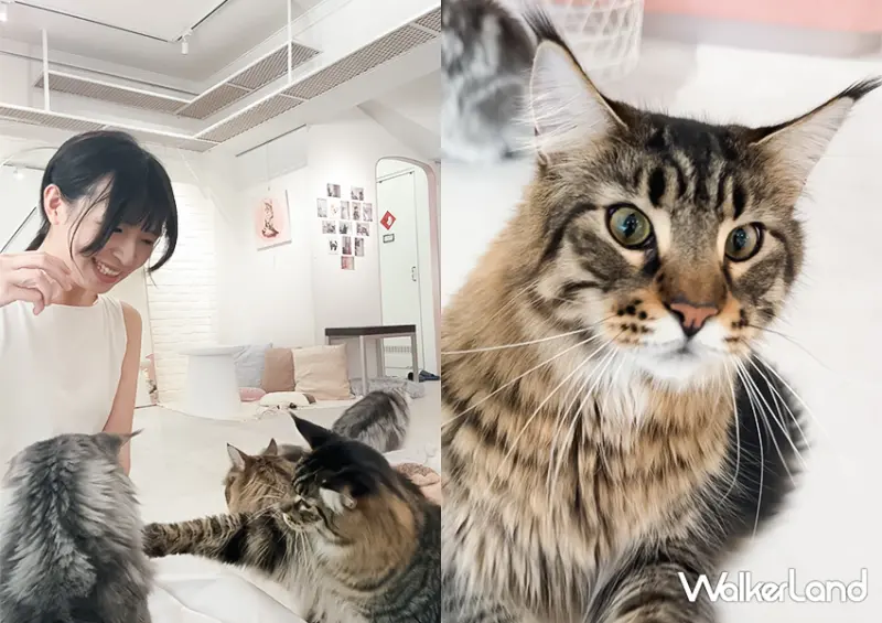 中山站貓咪咖啡廳推薦「紅玥緬因貓藝廊」要筆記/ WalkerLand窩客島整理提供 未經許可不可轉載。