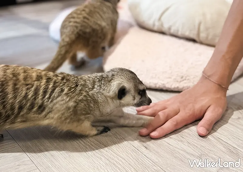 不只是貓咪咖啡廳！台北動物咖啡廳「肉球森林」​​​​​​​大嘴鳥、狐獴都有/ WalkerLand窩客島整理提供 未經許可不可轉載。