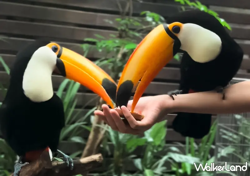 不只是貓咪咖啡廳！台北動物咖啡廳「肉球森林」​​​​​​​大嘴鳥、狐獴都有/ WalkerLand窩客島整理提供 未經許可不可轉載。
