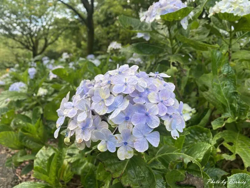 ▲新北繡球花必拍景點推薦：蘭平千里 /Bernice的隨手筆記 提供、WalkerLand窩客島整理