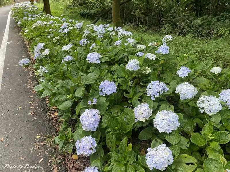 ▲新北繡球花必拍景點推薦：蘭平千里 /Bernice的隨手筆記 提供、WalkerLand窩客島整理