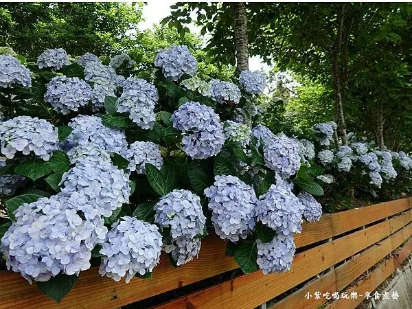 ▲桃園繡球花打卡景點推薦：陽光休閒農莊 /小紫吃喝玩樂~ 提供、WalkerLand窩客島整理