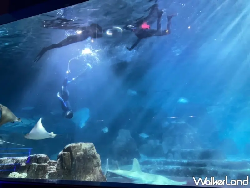 遠雄海洋公園2024冰風暴怪獸聯盟來襲，享哥吉拉主題餐飲與暑期入園優惠。