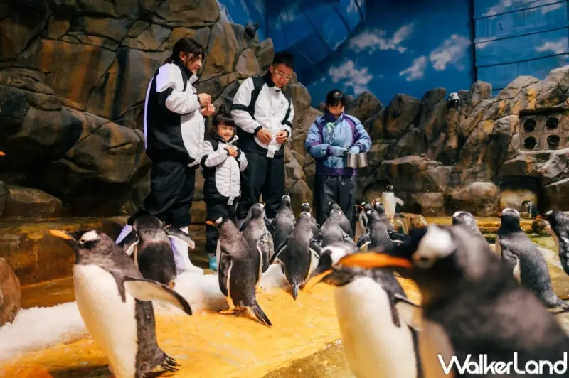 香港海洋公園 夏水禮2024  / WalkerLand窩客島提供 未經許可，不得轉載