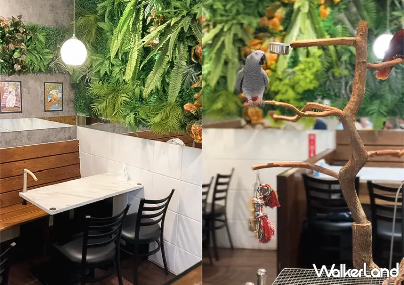 板橋鸚鵡咖啡廳「派洛特咖啡廳」全店30隻鸚鵡好可愛/ WalkerLand窩客島整理提供 未經許可不可轉載。