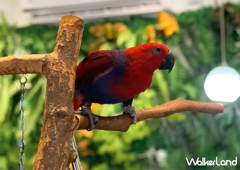 板橋鸚鵡咖啡廳「派洛特咖啡廳」全店30隻鸚鵡好可愛/ WalkerLand窩客島整理提供 未經許可不可轉載。