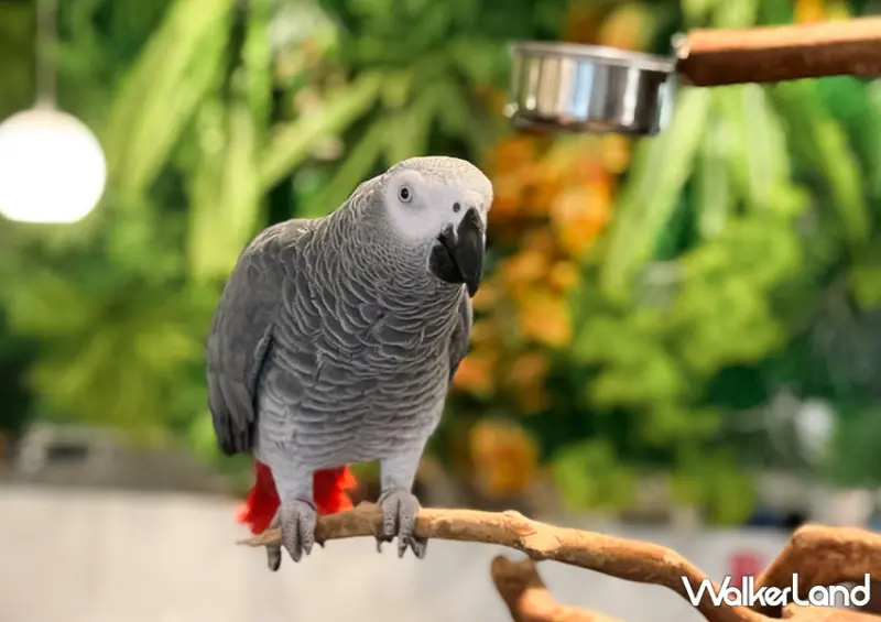 板橋鸚鵡咖啡廳「派洛特咖啡廳」全店30隻鸚鵡好可愛/ WalkerLand窩客島整理提供 未經許可不可轉載。