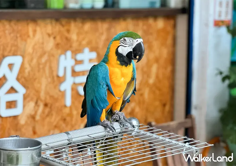 板橋鸚鵡咖啡廳「派洛特咖啡廳」全店30隻鸚鵡好可愛/ WalkerLand窩客島整理提供 未經許可不可轉載。