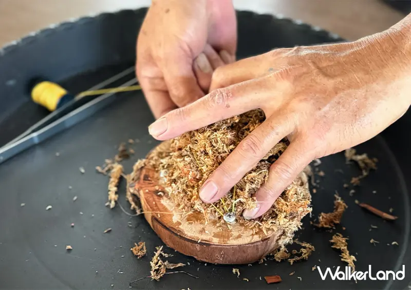 宜蘭一日遊也能玩！宜蘭飯店推薦「綠舞飯店」不只有笑笑羊咖啡廳，還能餵食水豚、梅花鹿與羊駝/ WalkerLand窩客島整理提供 未經許可不可轉載。