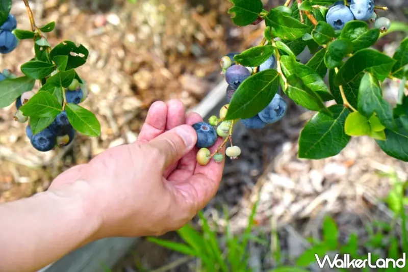 探索秋田縣清涼避暑景點和夏季活動，體驗鳥海山、法體瀑布、稻田藝術等多項夏日樂趣