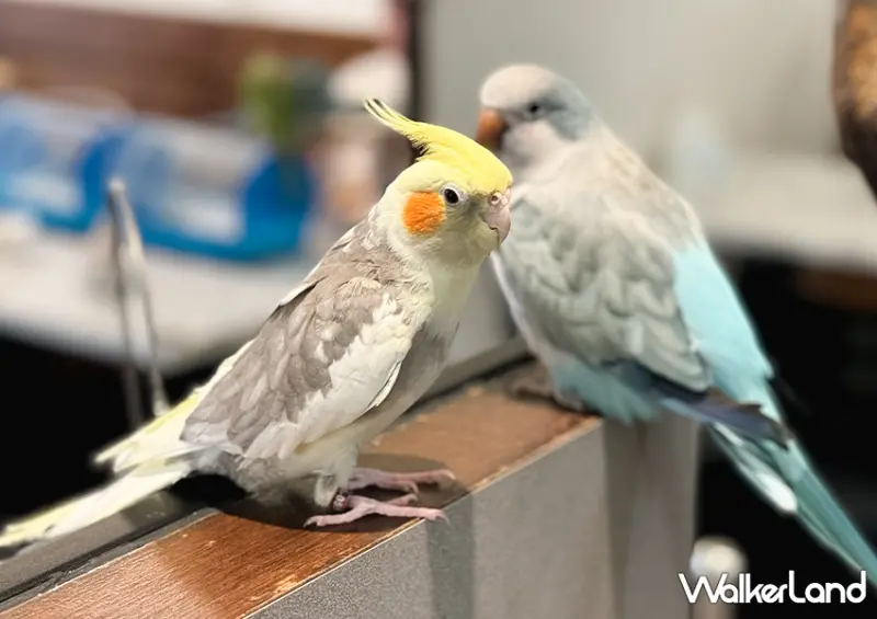 板橋鸚鵡咖啡廳「派洛特咖啡廳」全店30隻鸚鵡好可愛/ WalkerLand窩客島整理提供 未經許可不可轉載。