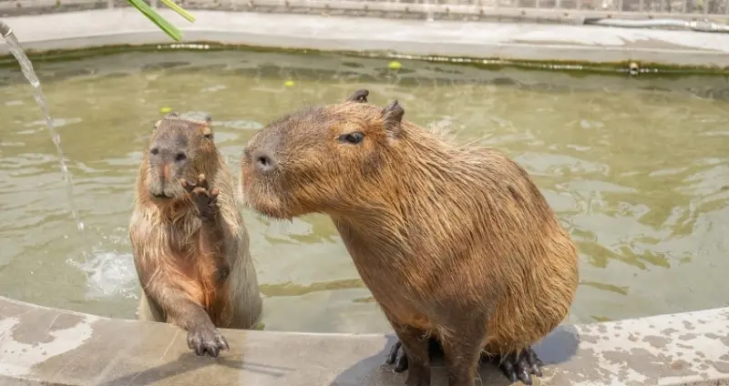 暑假就是這樣玩！綠舞飯店「新經典假期」一泊四食，穿經典浴衣體驗日式抹茶、超萌擼貓下午茶。