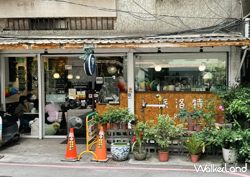 板橋鸚鵡咖啡廳「派洛特咖啡廳」全店30隻鸚鵡好可愛/ WalkerLand窩客島整理提供 未經許可不可轉載。