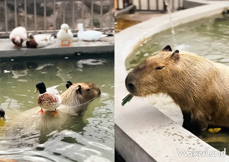 宜蘭一日遊也能玩！宜蘭飯店推薦「綠舞飯店」不只有笑笑羊咖啡廳，還能餵食水豚、梅花鹿與羊駝/ WalkerLand窩客島整理提供 未經許可不可轉載。