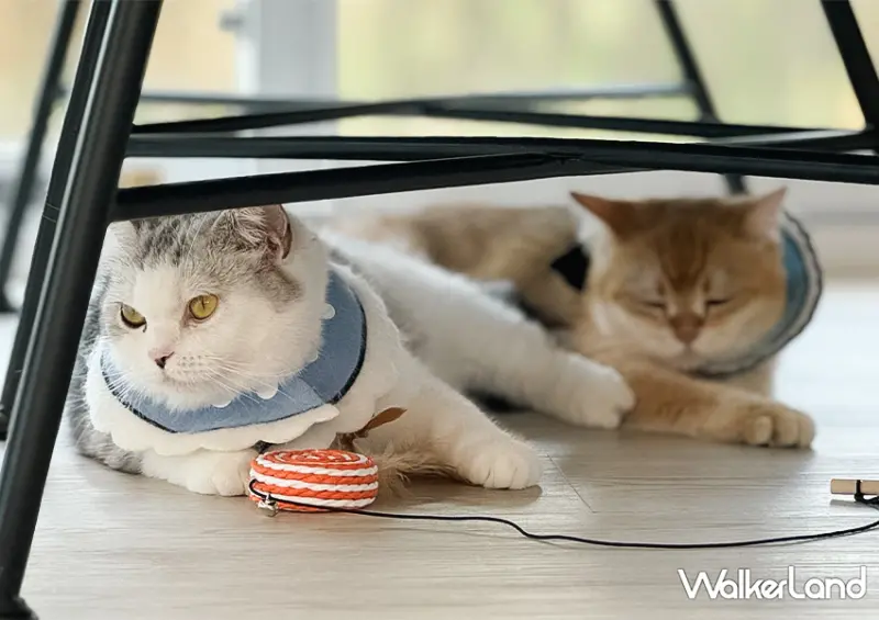 宜蘭一日遊也能玩！宜蘭飯店推薦「綠舞飯店」不只有笑笑羊咖啡廳，還能餵食水豚、梅花鹿與羊駝/ WalkerLand窩客島整理提供 未經許可不可轉載。