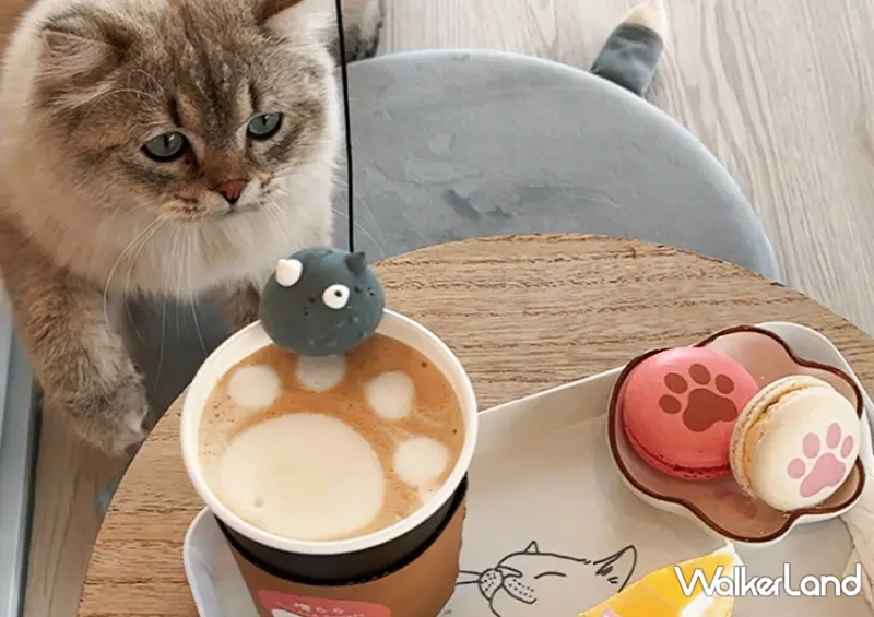 宜蘭一日遊也能玩！宜蘭飯店推薦「綠舞飯店」不只有笑笑羊咖啡廳，還能餵食水豚、梅花鹿與羊駝/ WalkerLand窩客島整理提供 未經許可不可轉載。