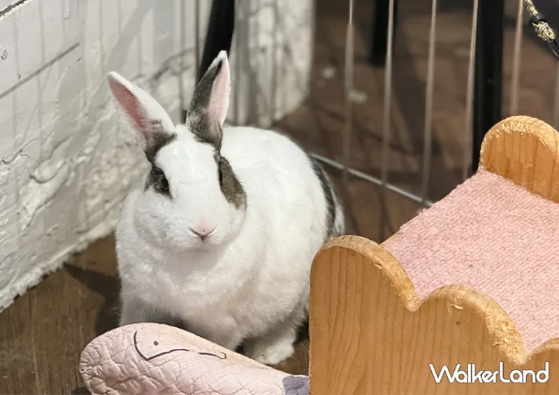 台北兔子餐廳「兔Dreams」低消100就能摸兔兔/ WalkerLand窩客島整理提供 未經許可不可轉載。