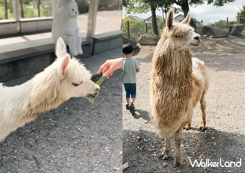 宜蘭一日遊也能玩！宜蘭飯店推薦「綠舞飯店」不只有笑笑羊咖啡廳，還能餵食水豚、梅花鹿與羊駝/ WalkerLand窩客島整理提供 未經許可不可轉載。