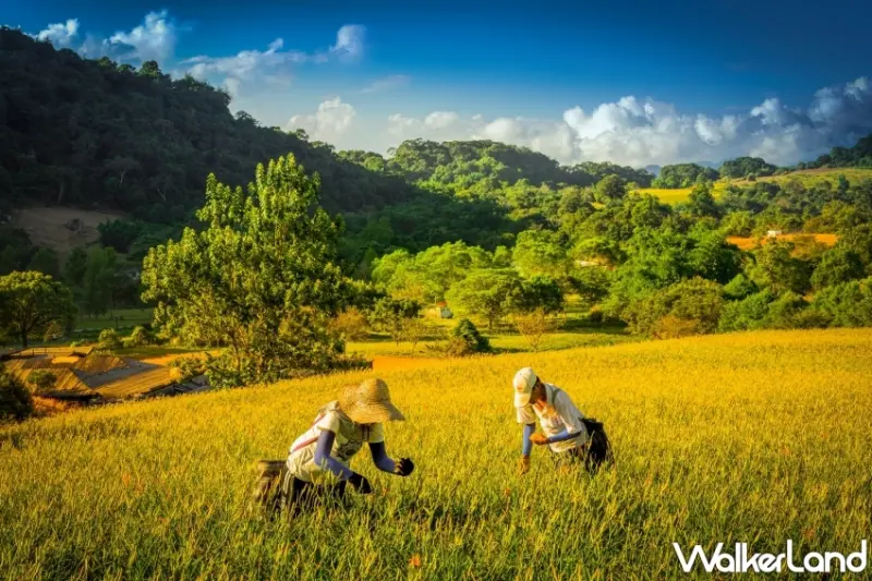 探索金色花海「赤科山、六十石山」旅遊指南