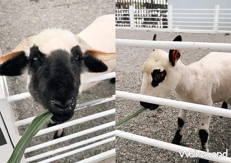 宜蘭一日遊也能玩！宜蘭飯店推薦「綠舞飯店」不只有笑笑羊咖啡廳，還能餵食水豚、梅花鹿與羊駝/ WalkerLand窩客島整理提供 未經許可不可轉載。