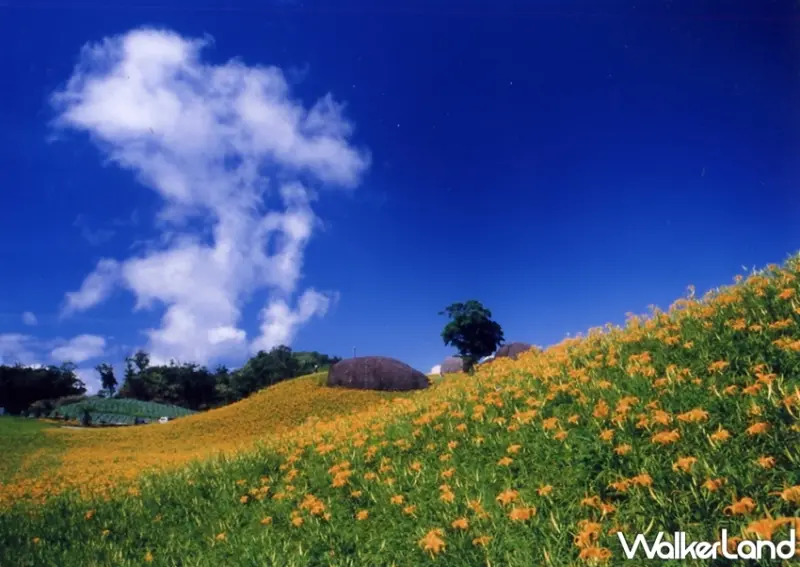 探索金色花海「赤科山、六十石山」旅遊指南