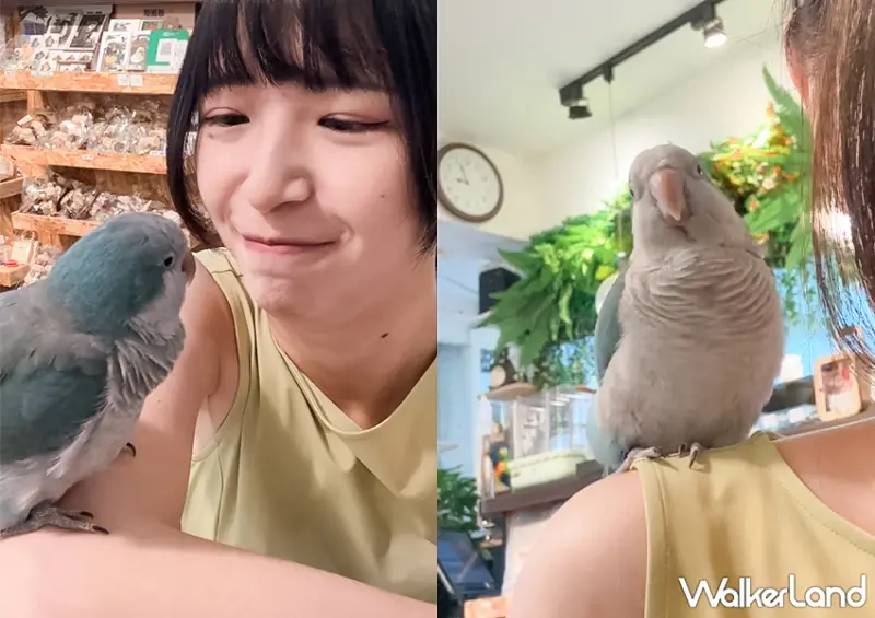 板橋鸚鵡咖啡廳「派洛特咖啡廳」全店30隻鸚鵡好可愛/ WalkerLand窩客島整理提供 未經許可不可轉載。