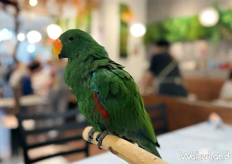 板橋鸚鵡咖啡廳「派洛特咖啡廳」全店30隻鸚鵡好可愛/ WalkerLand窩客島整理提供 未經許可不可轉載。