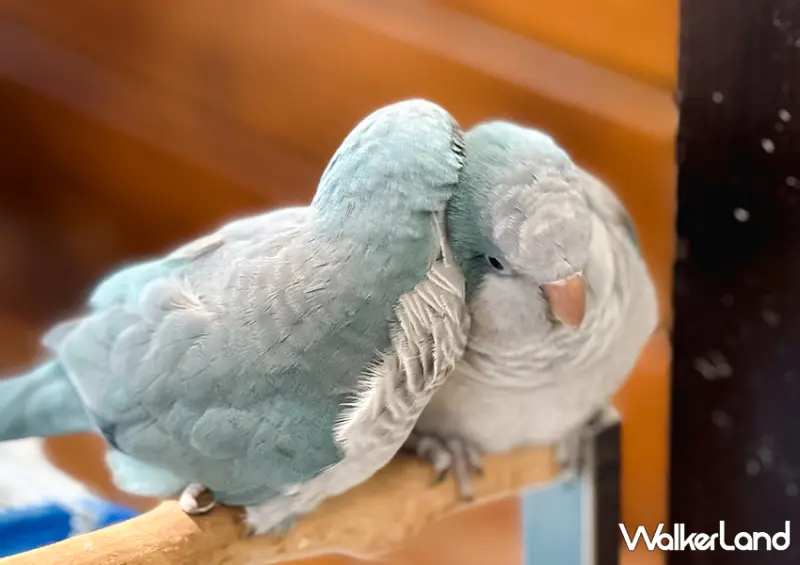 板橋鸚鵡咖啡廳「派洛特咖啡廳」全店30隻鸚鵡好可愛/ WalkerLand窩客島整理提供 未經許可不可轉載。