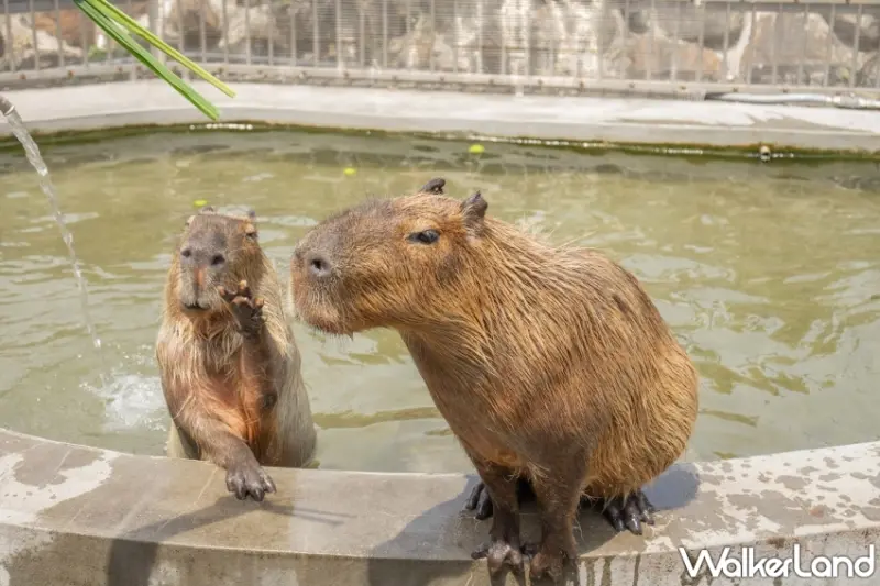宜蘭綠舞國際觀光飯店「新經典日式假期」一泊四食住房專案