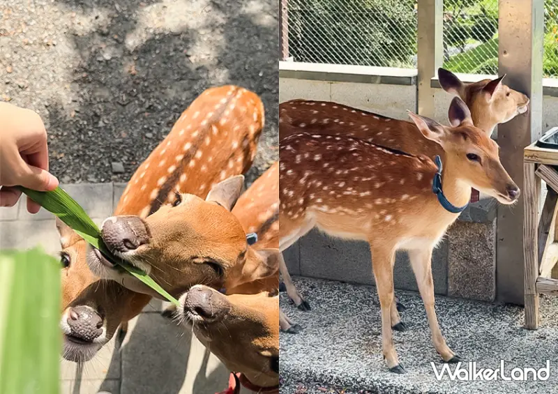 宜蘭一日遊也能玩！宜蘭飯店推薦「綠舞飯店」不只有笑笑羊咖啡廳，還能餵食水豚、梅花鹿與羊駝/ WalkerLand窩客島整理提供 未經許可不可轉載。