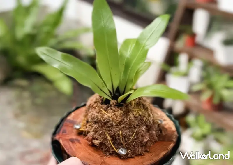 宜蘭一日遊也能玩！宜蘭飯店推薦「綠舞飯店」不只有笑笑羊咖啡廳，還能餵食水豚、梅花鹿與羊駝/ WalkerLand窩客島整理提供 未經許可不可轉載。