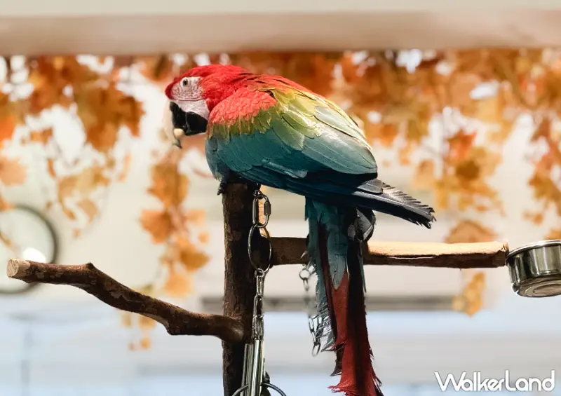 板橋鸚鵡咖啡廳「派洛特咖啡廳」全店30隻鸚鵡好可愛/ WalkerLand窩客島整理提供 未經許可不可轉載。