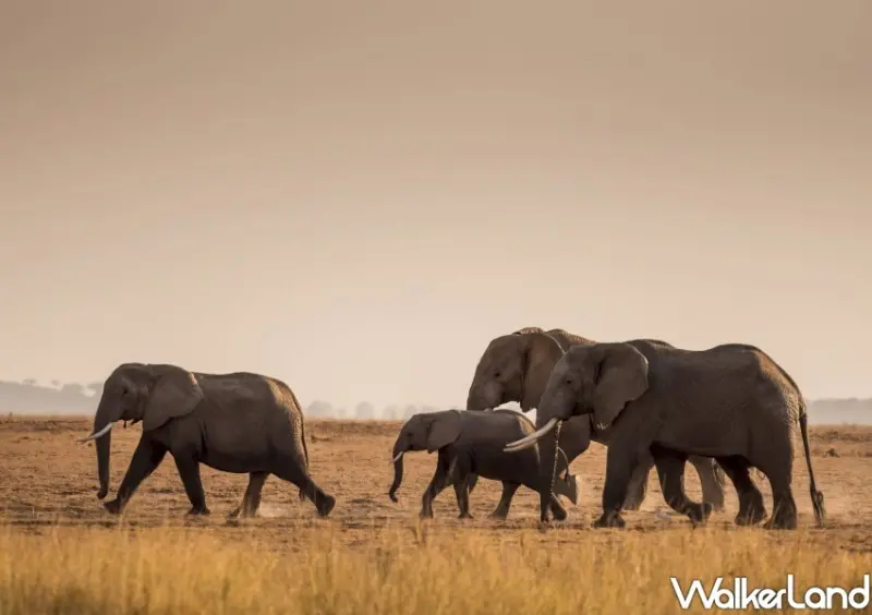 雄獅旅遊 父親節優惠 / WalkerLand窩客島整理提供 未經許可不可轉載。