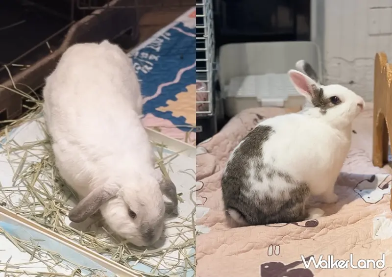 台北兔子餐廳「兔Dreams」低消100就能摸兔兔/ WalkerLand窩客島整理提供 未經許可不可轉載。