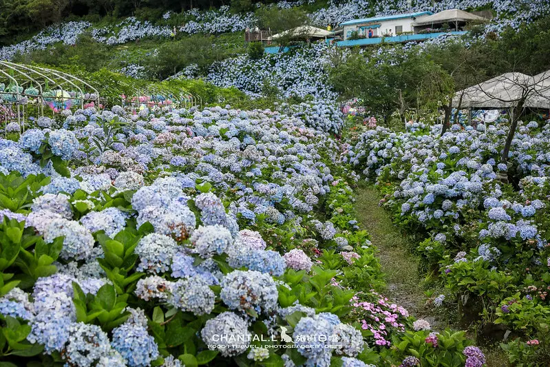▲新北繡球花必拍景點推薦：高家繡球花田萬里第三園區，目前已有繡球花逐漸開花 /CHANTAL.L 旅攝日嚐 提供、WalkerLand窩客島整理