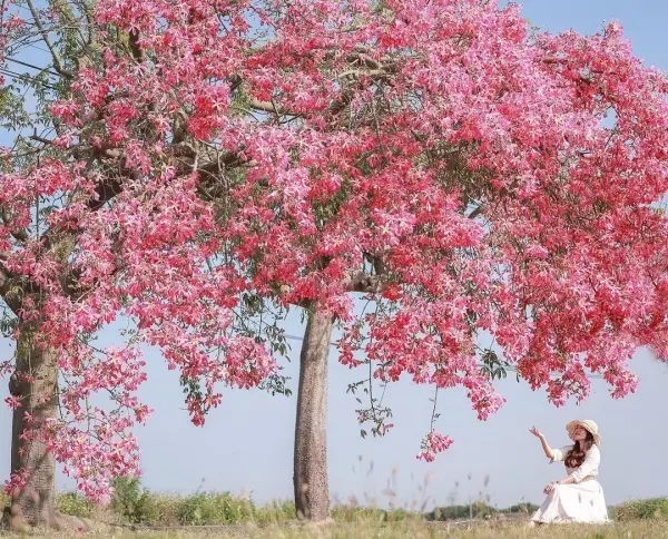 彰化秋天限定粉花步道 #香田國小美人樹步道/ WalkerLand窩客島整理提供 未經許可不可轉載
