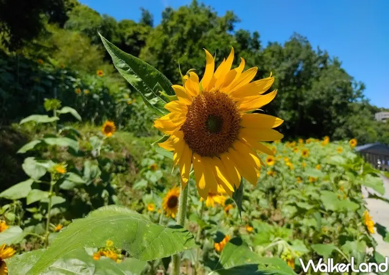 貓空樟樹步道 / WalkerLand窩客島整理提供 未經許可不可轉載。