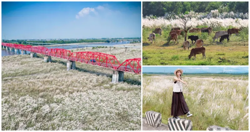 秋季必拍甜根子草打卡點 / WalkerLand窩客島整理提供 未經許可不可轉載