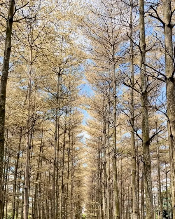 彰化必拍森林隧道 #彩色小葉欖仁樹田/ WalkerLand窩客島整理提供 未經許可不可轉載