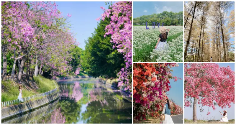 彰化秋季賞花景點/ WalkerLand窩客島整理提供 未經許可不可轉載