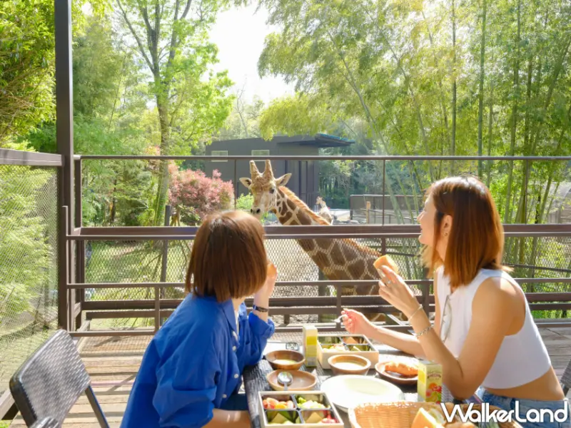 日本千葉「The Bamboo Forest」豪華露營即日起開放預約，入住贈動物園入場體驗及台灣限定暢飲方案。