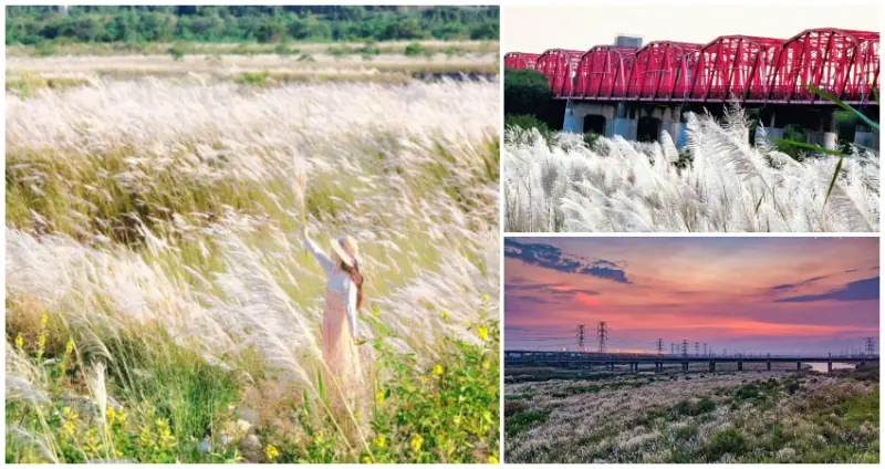 秋季必拍甜根子草打卡點 / WalkerLand窩客島整理提供 未經許可不可轉載