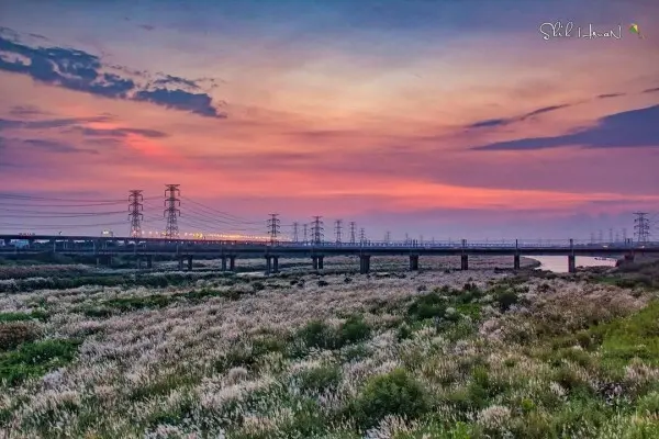 落日火車秋芒打卡點 #大度橋 / WalkerLand窩客島整理提供 未經許可不可轉載