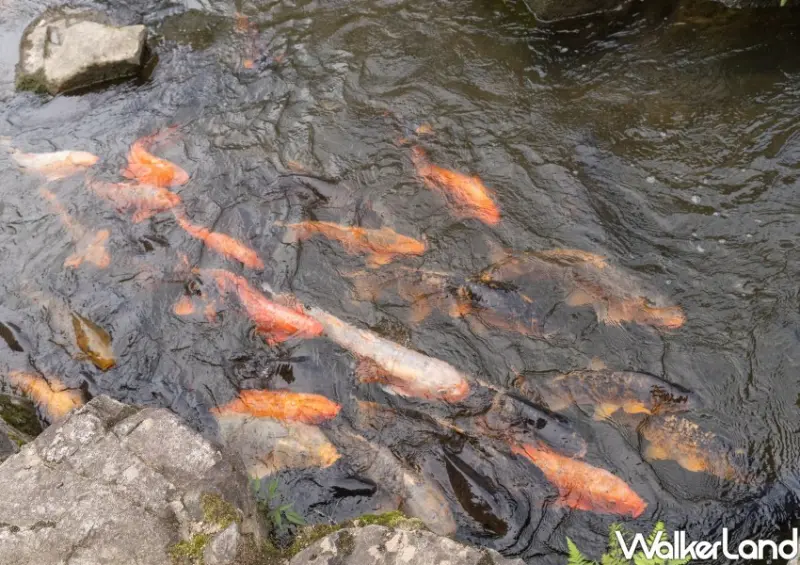 日本中部「昇龍道巴士周遊券」 / WalkerLand窩客島整理提供 未經許可不可轉載。