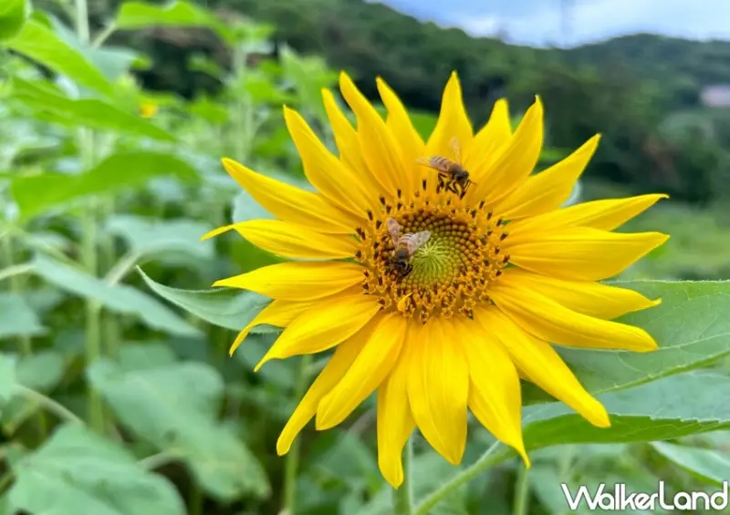 貓空樟樹步道 / WalkerLand窩客島整理提供 未經許可不可轉載。