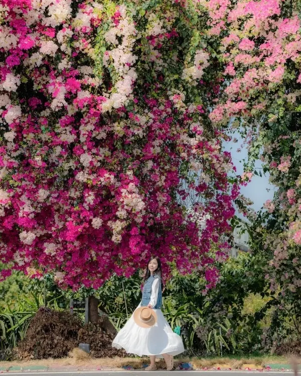 彰化秋天也有花海瀑布 #田中九重葛花牆/ WalkerLand窩客島整理提供 未經許可不可轉載