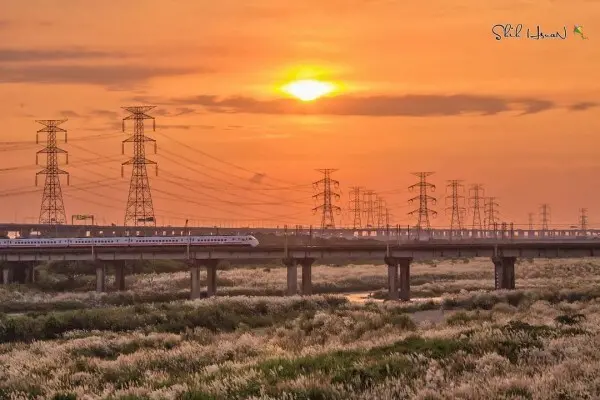  落日火車秋芒打卡點 #大度橋/ WalkerLand窩客島整理提供 未經許可不可轉載